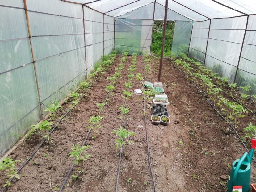  - 00- 2019- De primavara