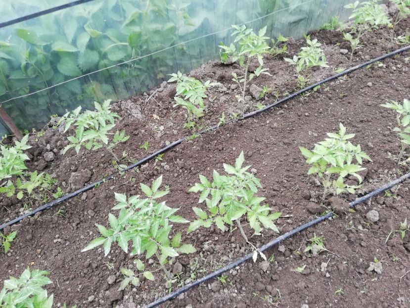  - 00- 2019- De primavara