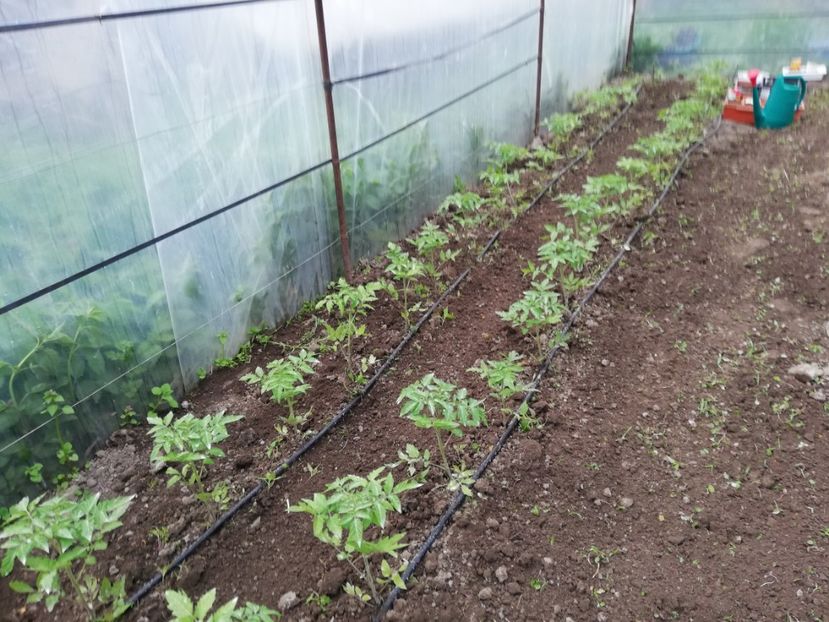  - 00- 2019- De primavara