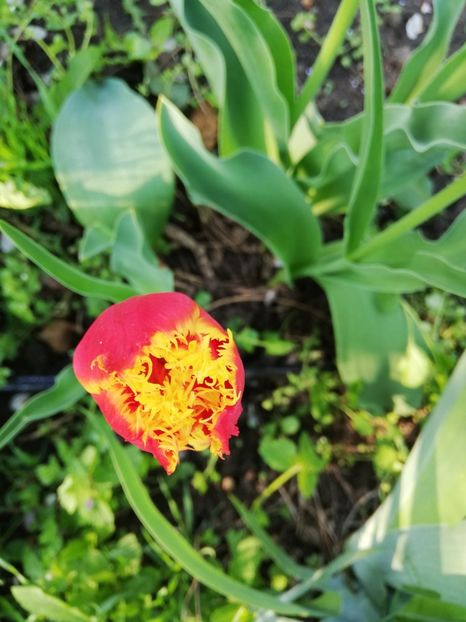  - 00- 2019- De primavara