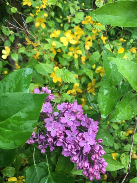 3AA6286D-75B2-4FC1-B905-27B2A6A28441 - Aprilie