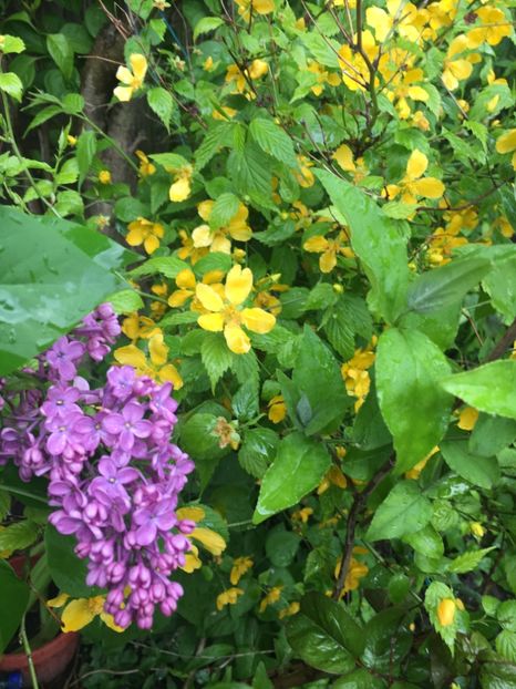 A4E5746C-103A-472A-BD8D-970BD1A0DA79 - Aprilie