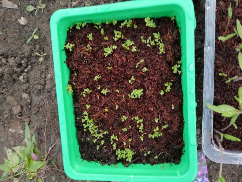  - 00- 2019- De primavara