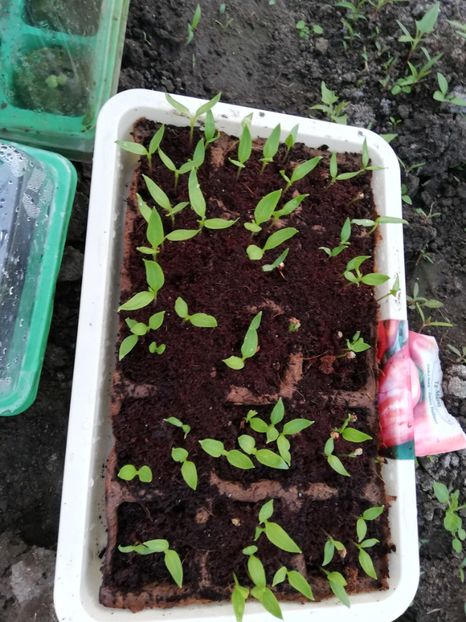  - 00- 2019- De primavara