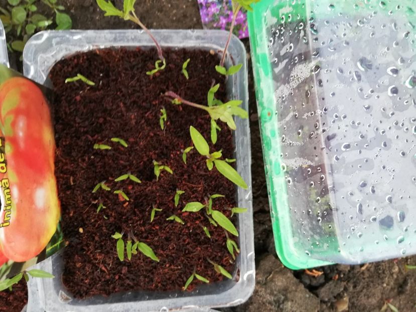  - 00- 2019- De primavara