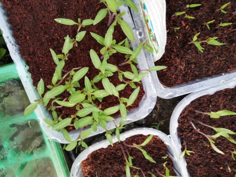  - 00- 2019- De primavara