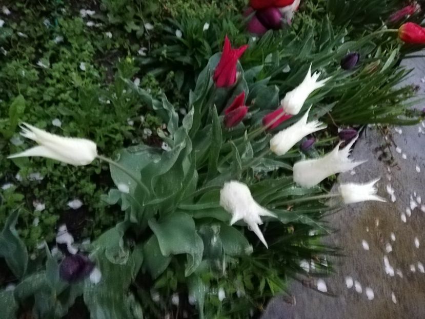  - 00- 2019- De primavara