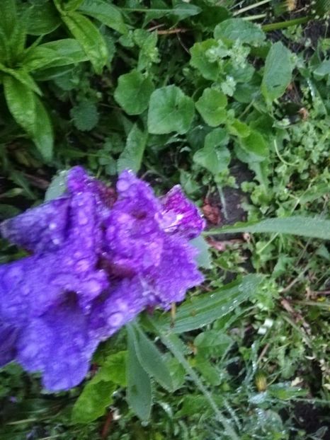  - 00- 2019- De primavara