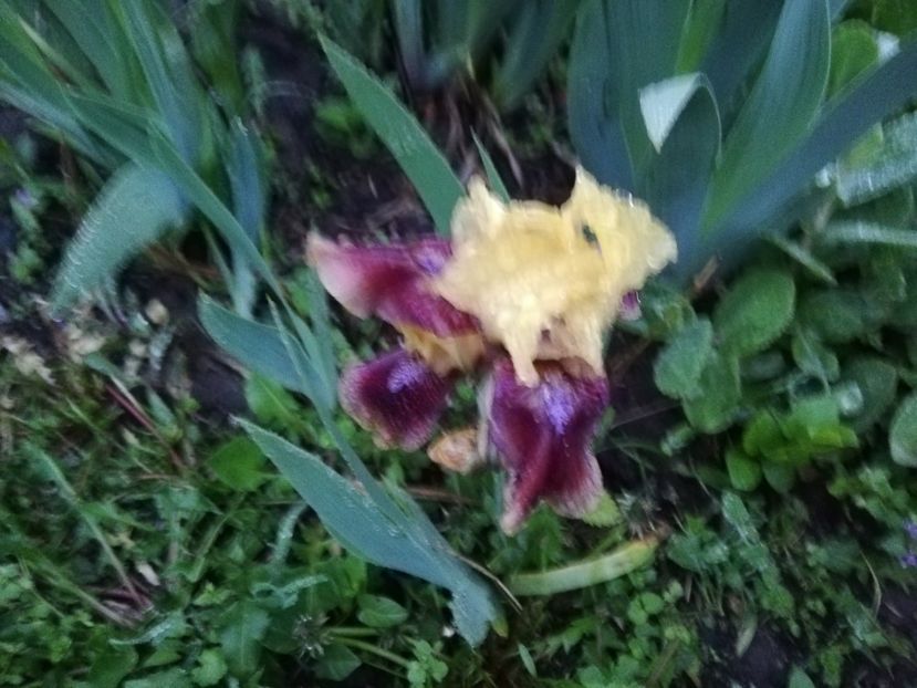  - 00- 2019- De primavara