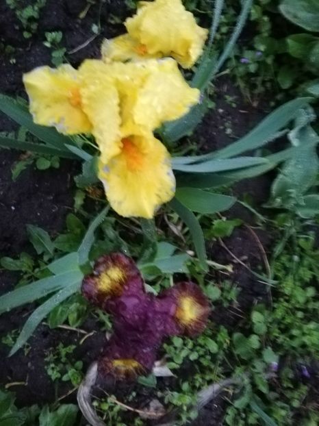  - 00- 2019- De primavara