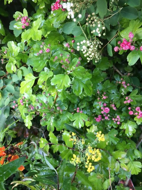 1E8C2B0B-BE93-43A8-8397-152FF63EB95A - Aprilie