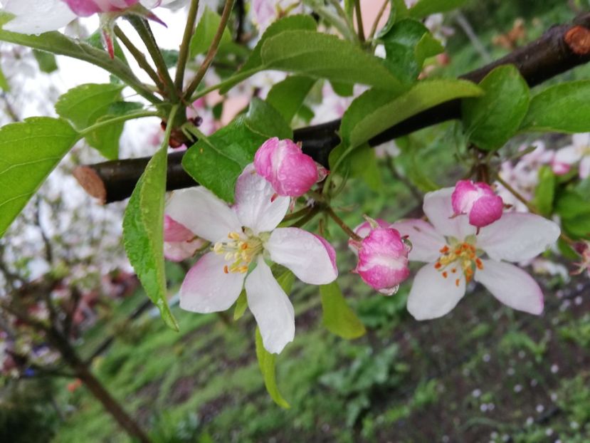  - 00- 2019- De primavara