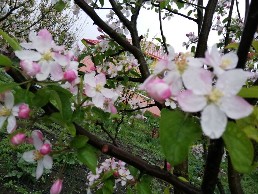  - 00- 2019- De primavara