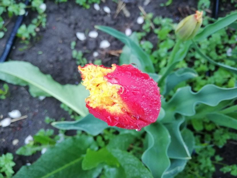  - 00- 2019- De primavara