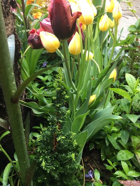 62B99583-18B9-410C-A020-0B8EB6A66C52 - Aprilie