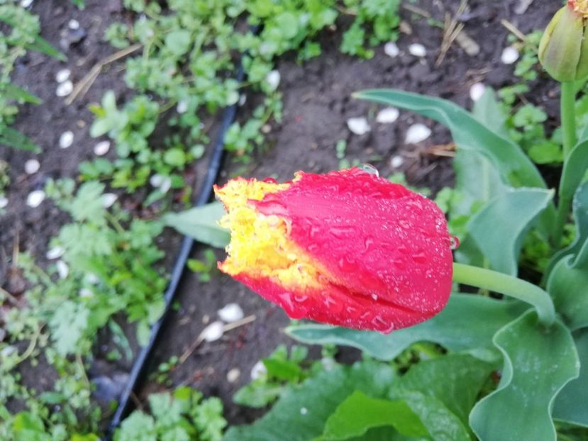  - 00- 2019- De primavara