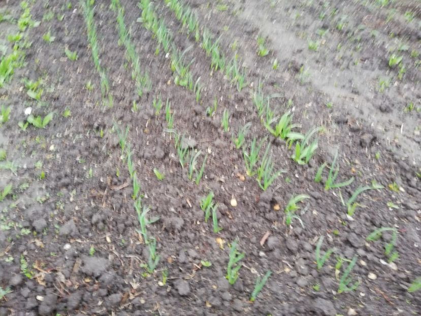  - 00- 2019- De primavara