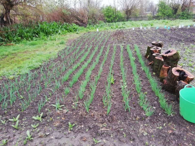  - 00- 2019- De primavara