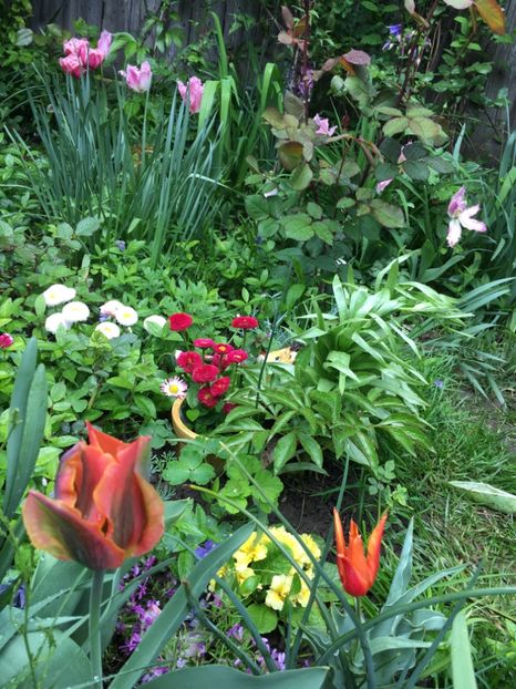 291277BA-6D82-4351-B227-6E9166538FC3 - Aprilie