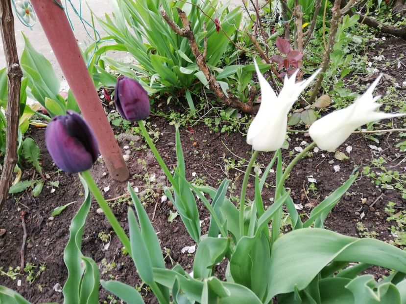  - 00- 2019- De primavara