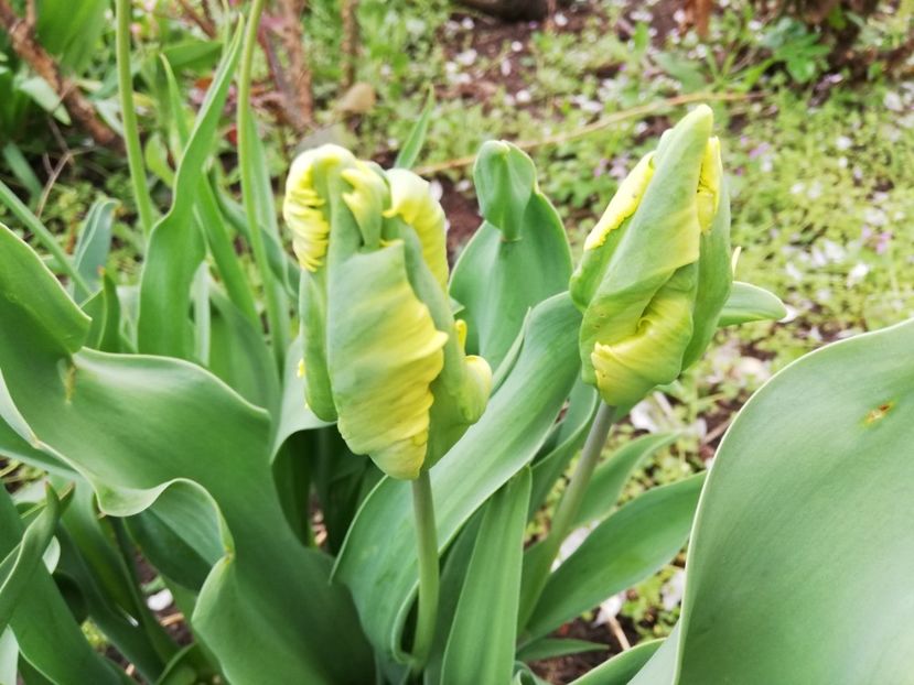  - 00- 2019- De primavara