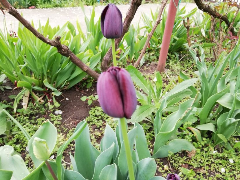  - 00- 2019- De primavara