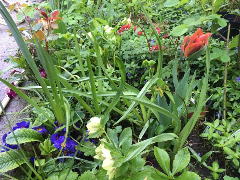 43B71BFB-669C-4451-9D2B-4C8ED4347B52 - Aprilie