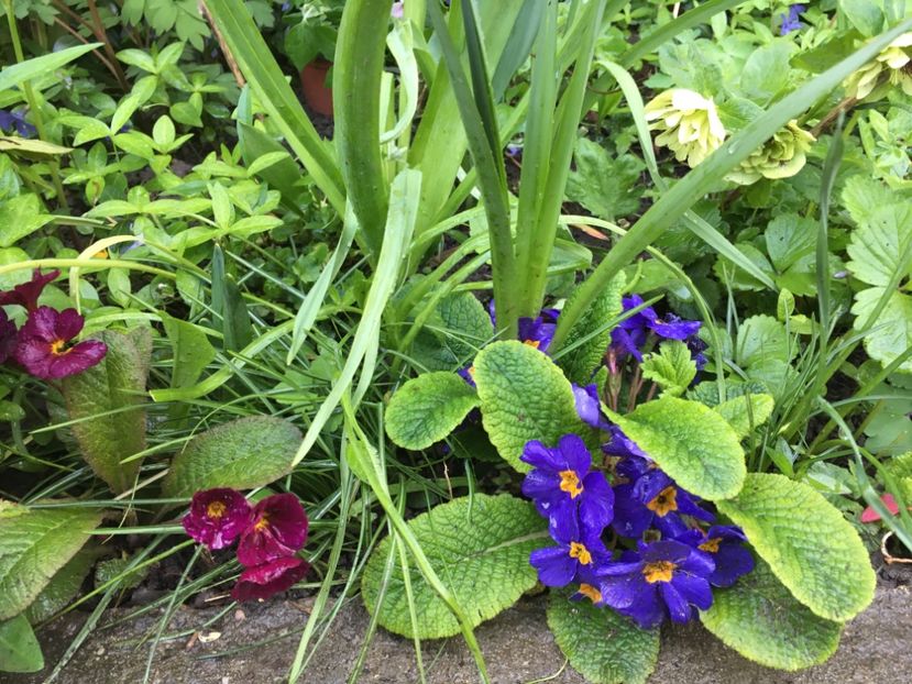 2FCD70D5-0FD0-4760-AAFE-278FE42289F0 - Aprilie