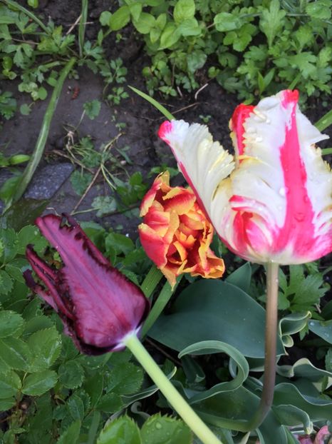 B9D13A2A-CC53-4922-8BA5-381D8289F6BC - Lalele 2019