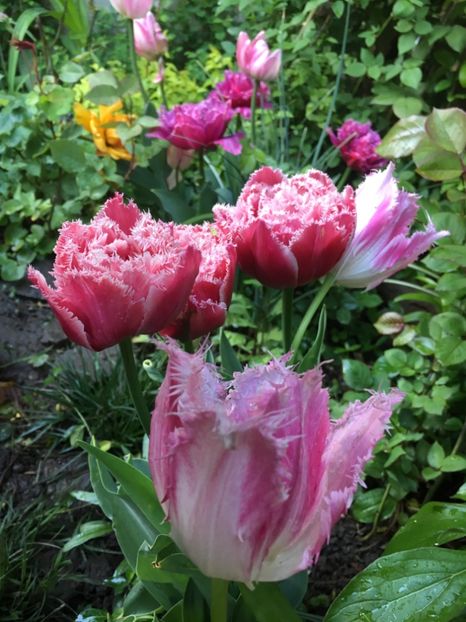 3235A843-1B46-4273-923F-B995A89023BC - Lalele 2019