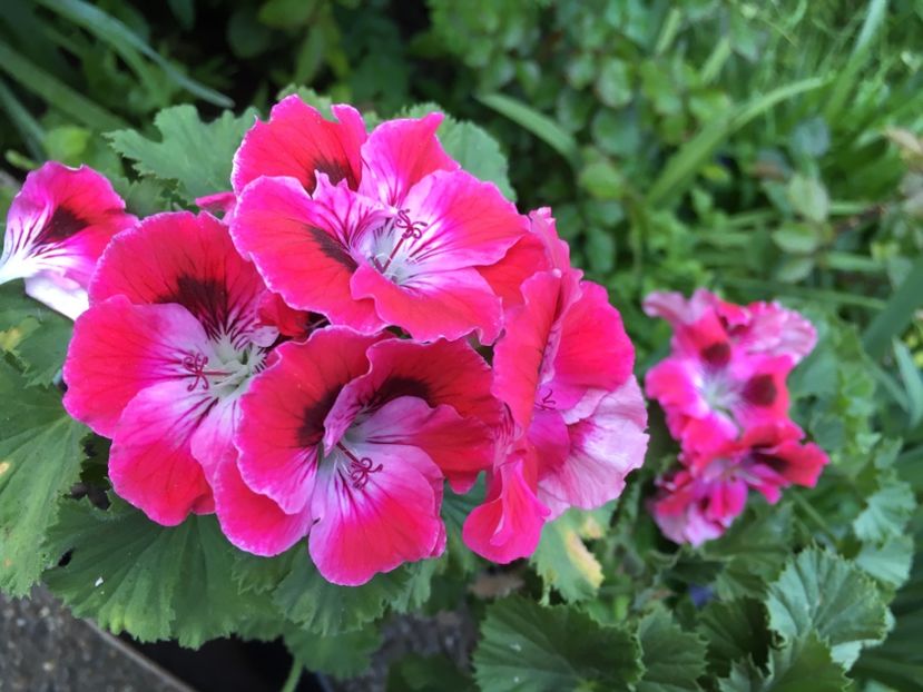 2B038DAB-9F54-4749-8217-6139CDD6ED41 - 2019