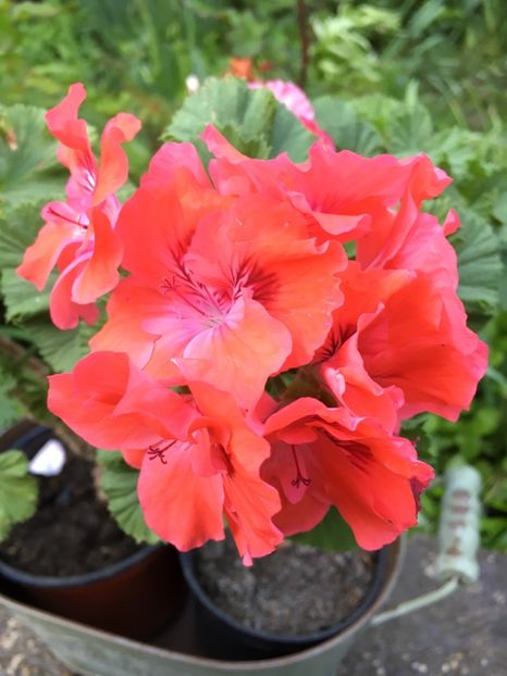 3A2B848C-10E6-4A4F-9B07-2C37C305D3B7 - 2019