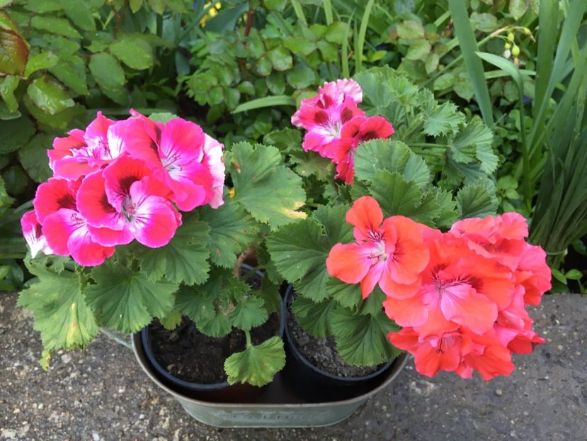 35830E7F-66BC-447B-8169-E1432B61B3C8 - 2019