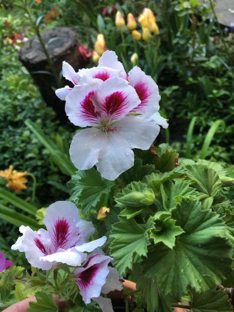 6002FBD4-8E9E-46CA-930F-4AF5F89318E2 - 2019