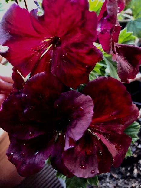 5A73F065-A052-42A1-A0B7-79AA99FB3EE6 - 2019