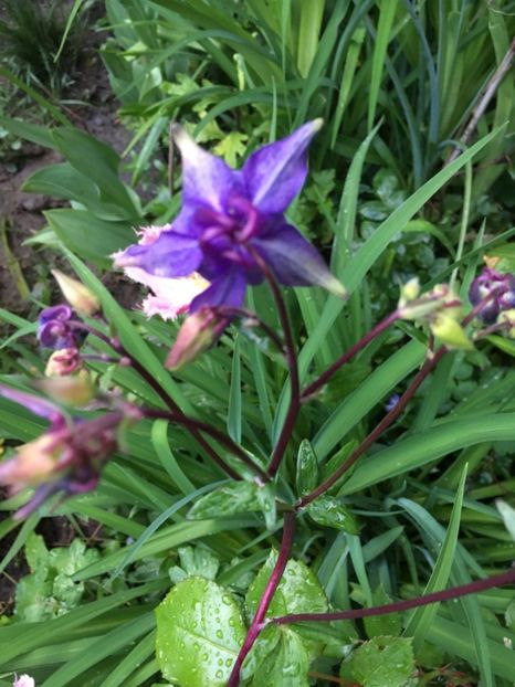 DE0896FE-E52B-4A8C-8836-F92549A7E310 - Caldaruse 2019