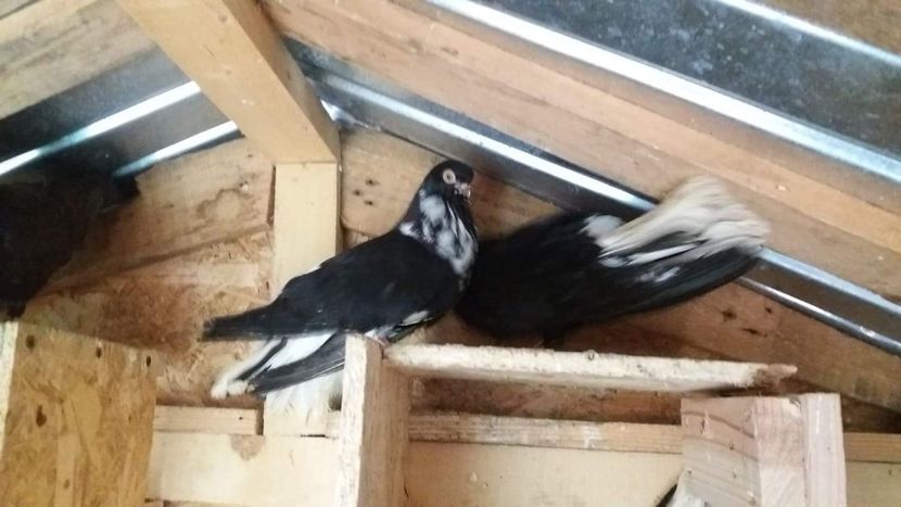 received_294248518139999 - 6-Negru Codalb Romanesc