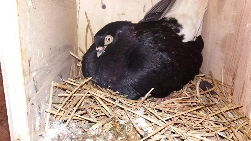 received_2400815563304459 - 6-Negru Codalb Romanesc