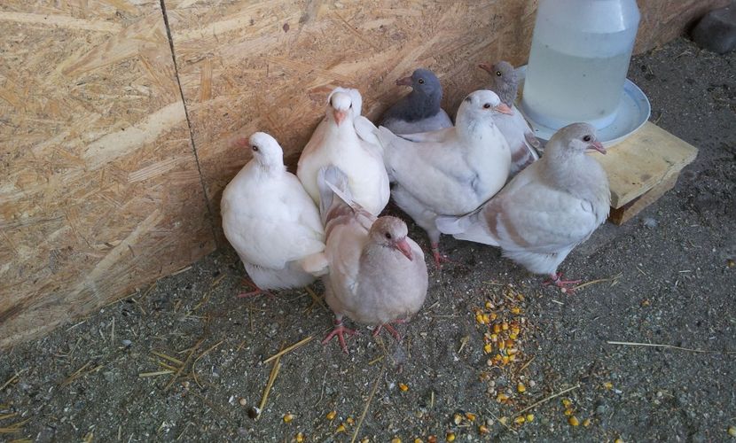 Primi pui intarcati  ! - 04 PUI TEXANI 2019