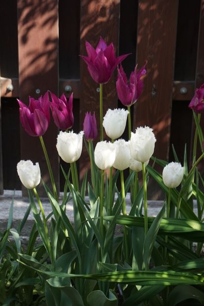  - APRILIE 2019- APRILIE 2020