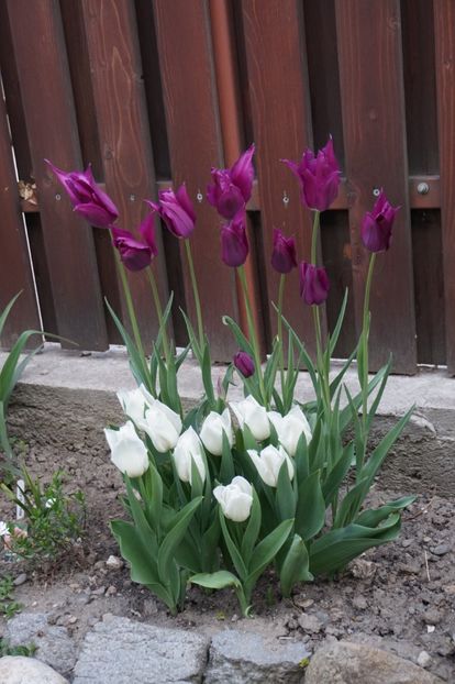  - APRILIE 2019- APRILIE 2020