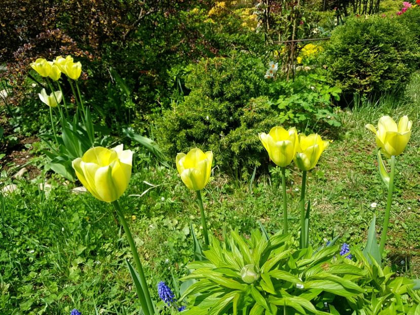 Green spring - 2019 Aprilie
