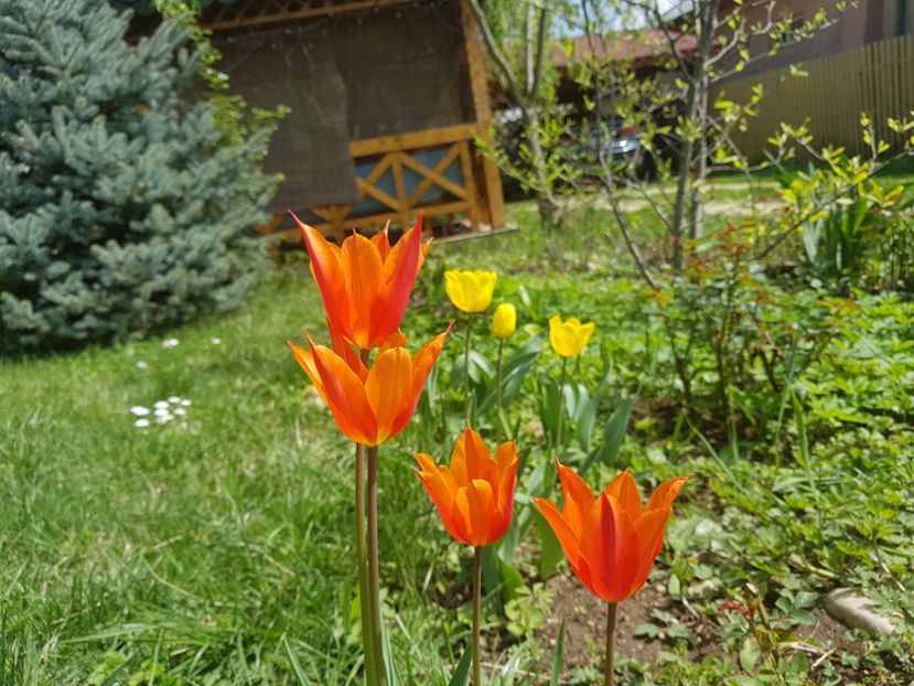 Orange Emperor - 2019 Aprilie