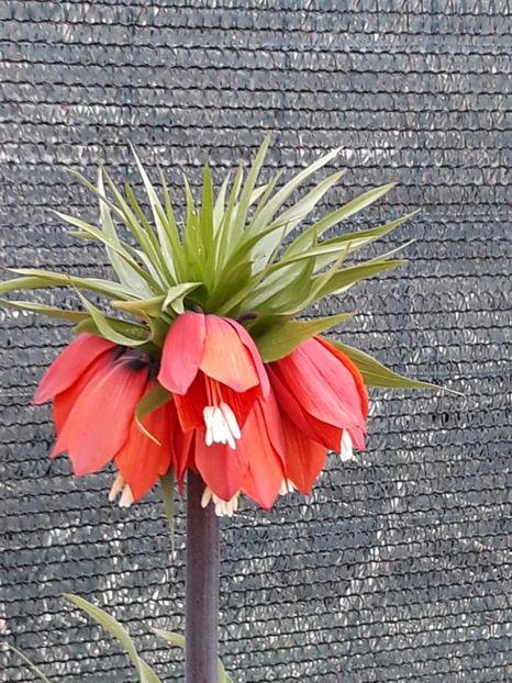  - fritillaria