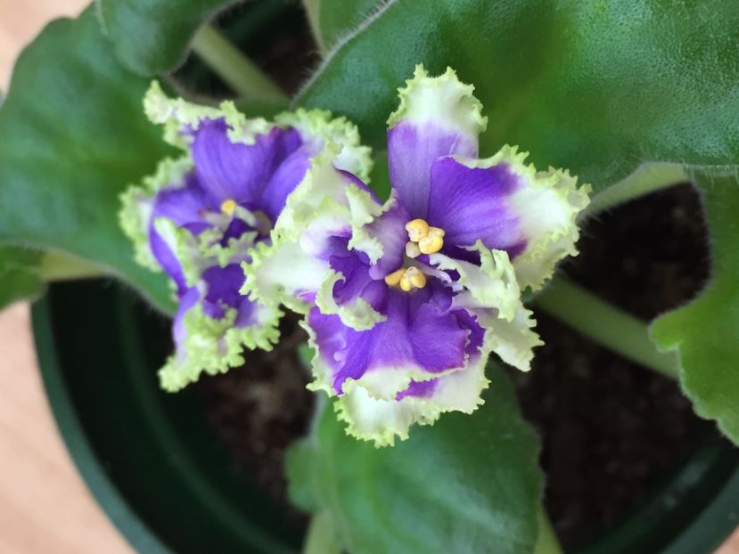 47957A1B-4C8C-4BDC-8109-722C1DA0C5EE - RS-Zelenii Moch