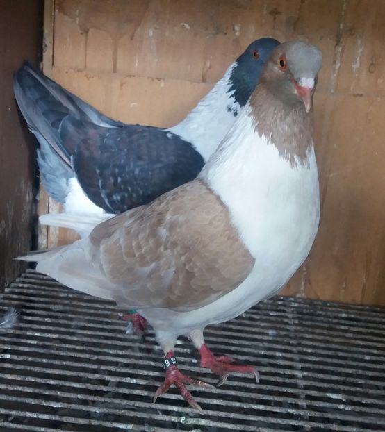 20190406_132721-1 - STRASSER