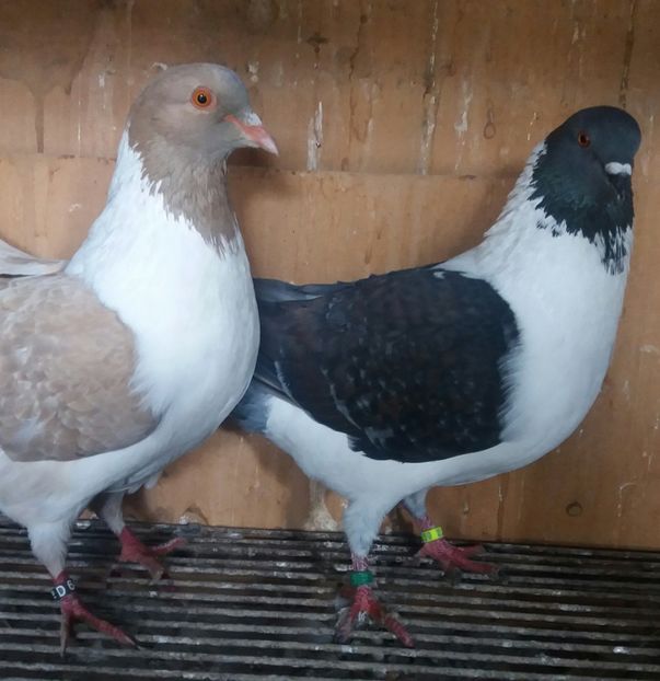 20190406_132736-1 - STRASSER