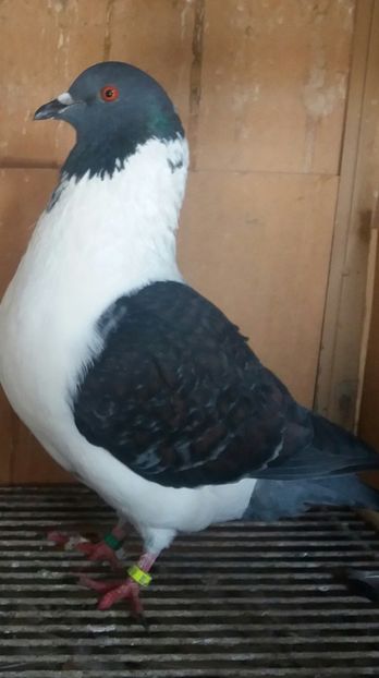 20190406_132750-1 - STRASSER