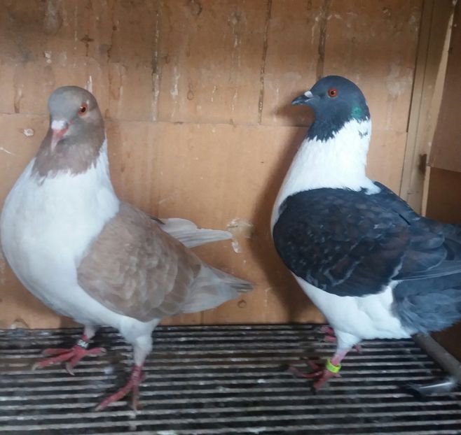 20190406_132812-1 - STRASSER