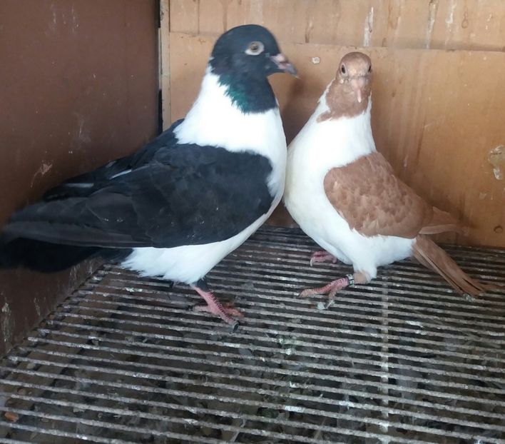 20190406_133150-1 - STRASSER